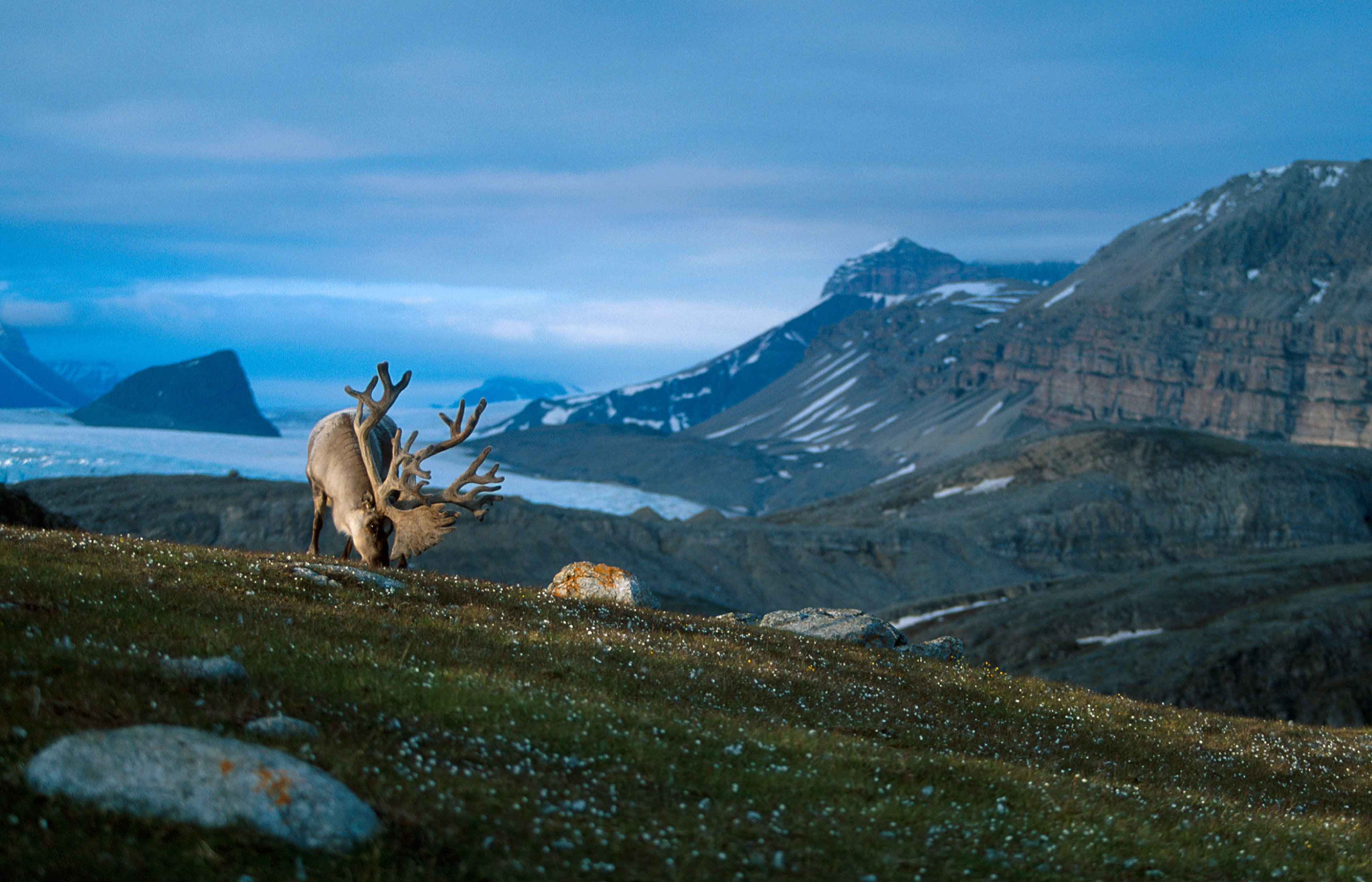 Reindeer in Svalbard