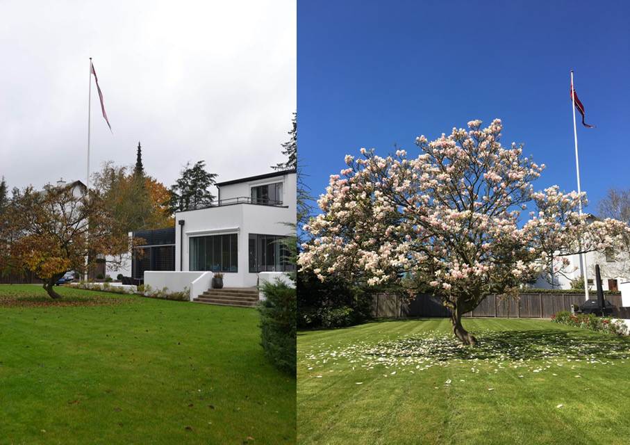 Magnoliatreet både høst og vår