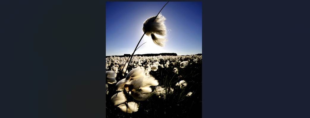 Field with flowers and blue sky - Foto:Yngve Ask - VisitNorway.com