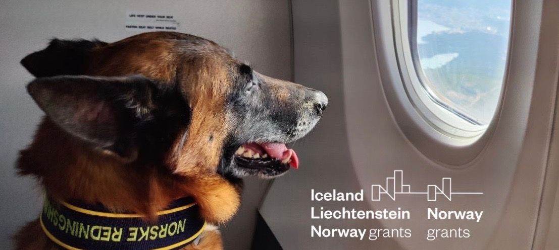 Rescue dog