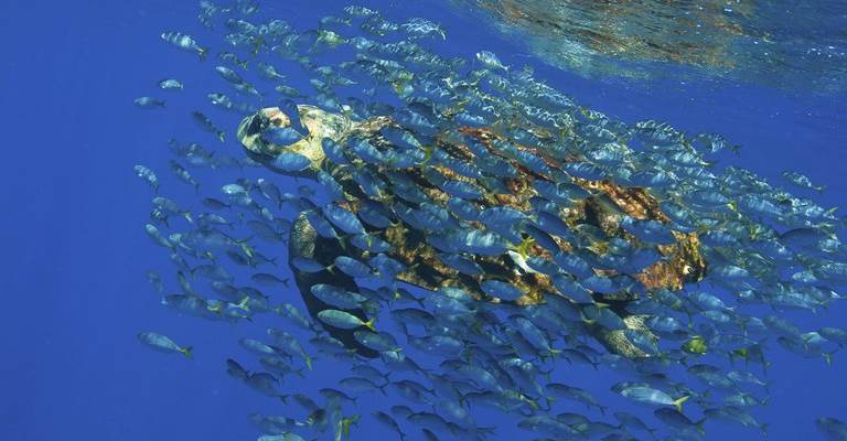 Oceano - Foto:Agência Brasil