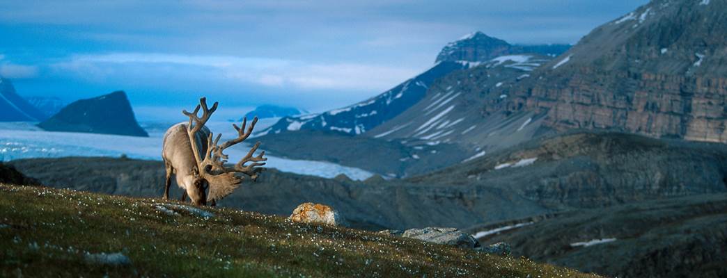 Reindeer in Svalbard - Foto:Asgeir Helgestad Visit Norway