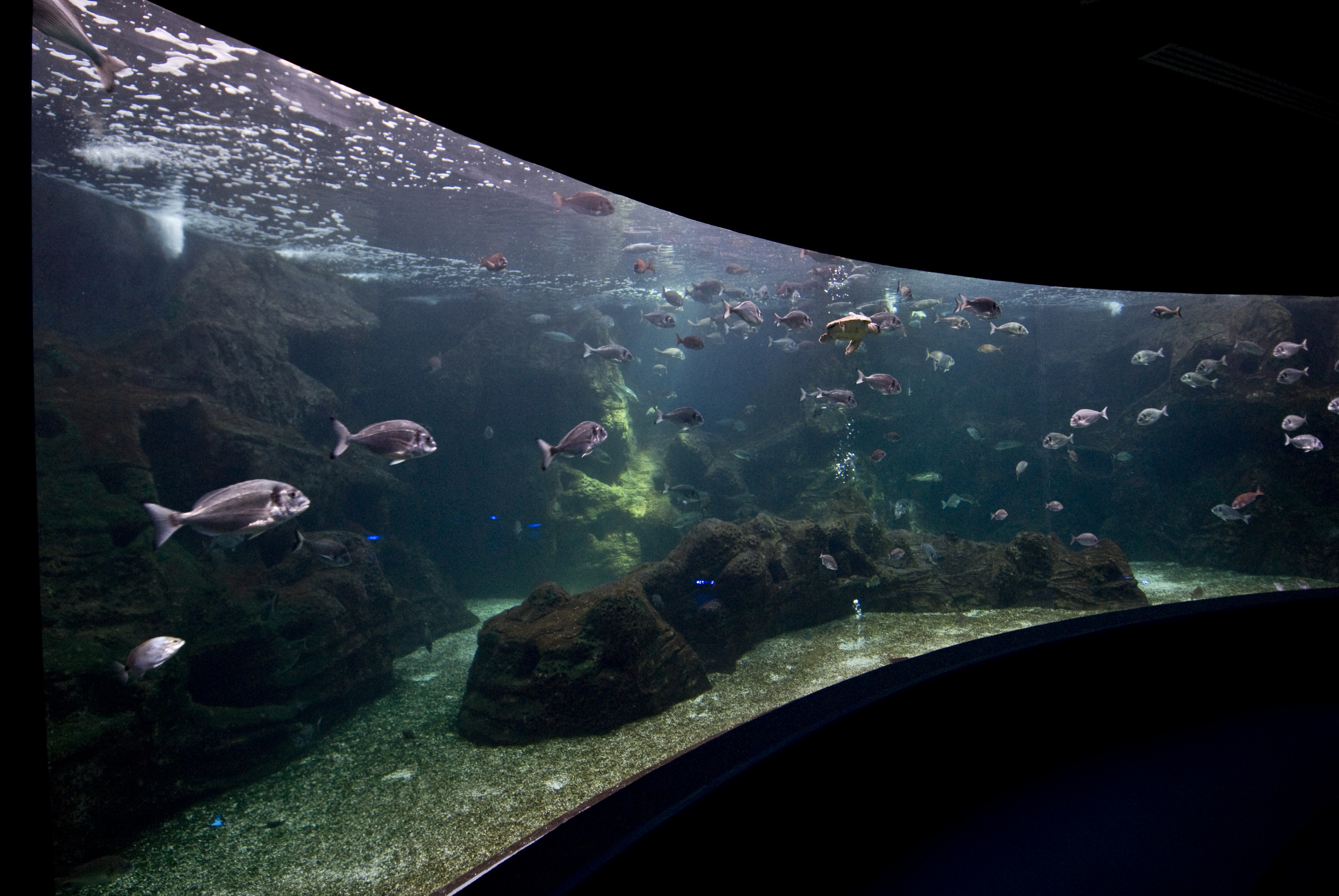 Aquarium