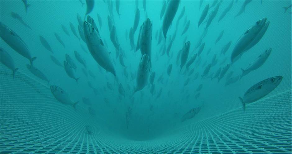 School of mackerell - Norwegian Institute of Marine Research