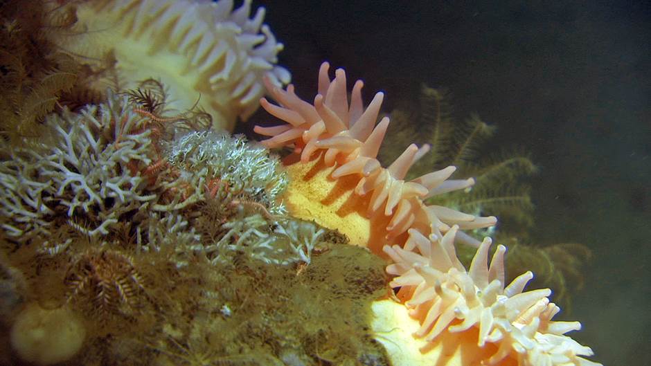 Sea Anemones. Mareano-Norwegian Institute of Marine Research