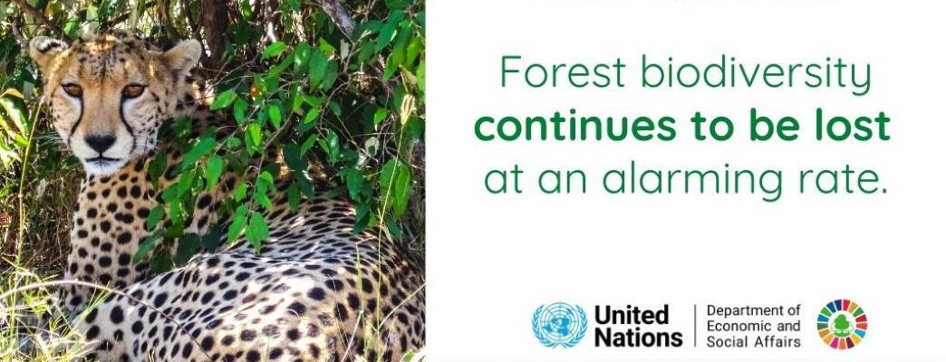 Internation al Day on Forests