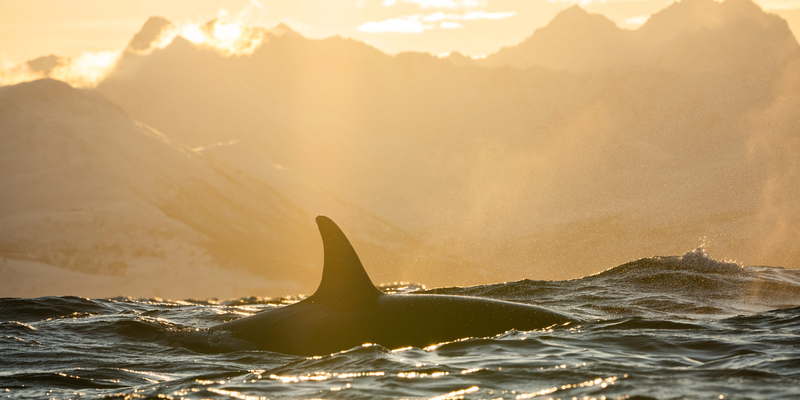 Orca in northern Norway - Photo:Ismaele Tortella - Visit Norway