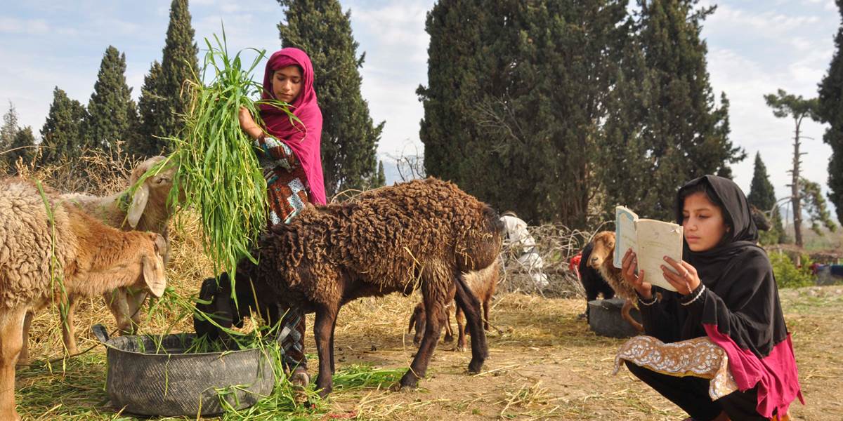 Two Afghan girls, one is reading a school book and the other feeding a sheep.