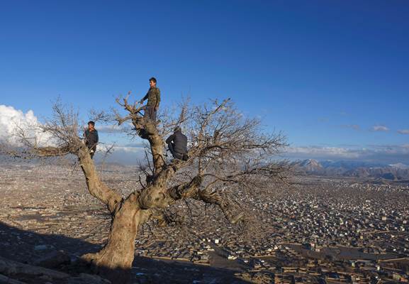 Three Afghan boys climbed a tree for a chit-chat and to have a wider and better view of the city, 20