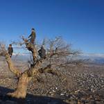 Three Afghan boys climbed a tree for a chit-chat and to have a wider and better view of the city, 20