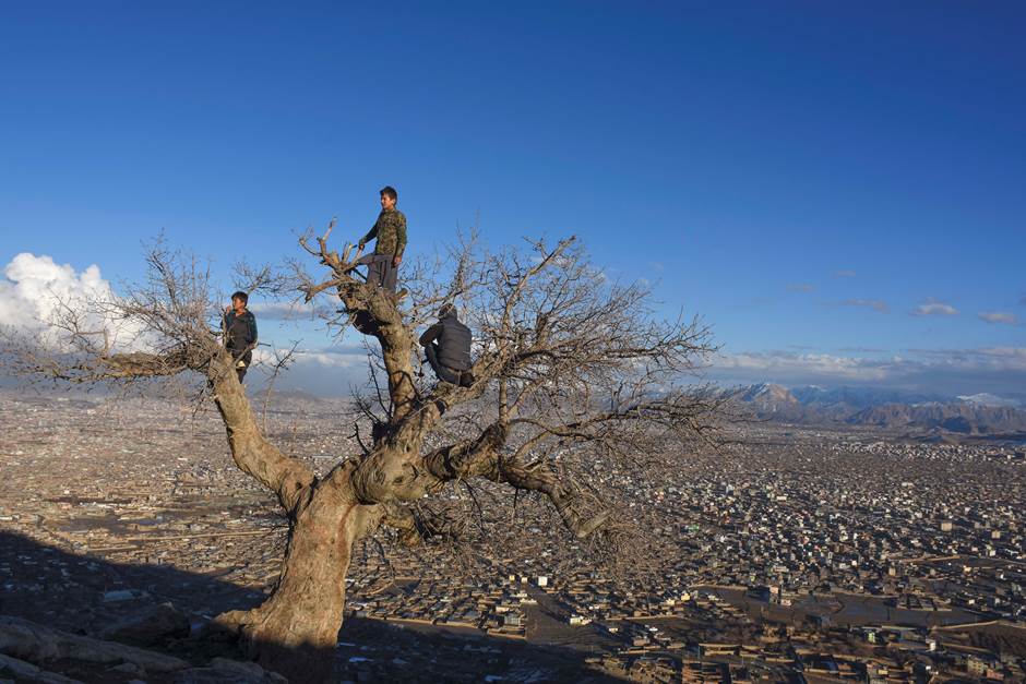 Three Afghan boys climbed a tree for a chit-chat and to have a wider and better view of the city, 20