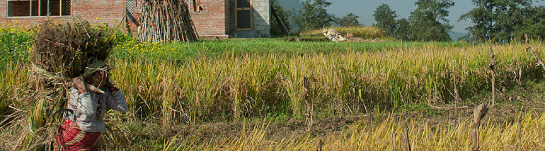 Field