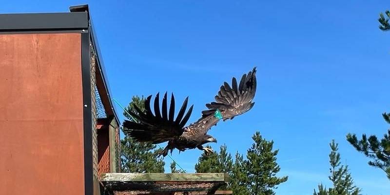 Eagle being released into the wild