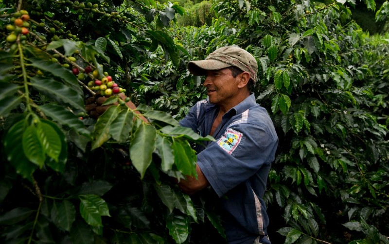 Bilde av Colombiansk Kaffebonde