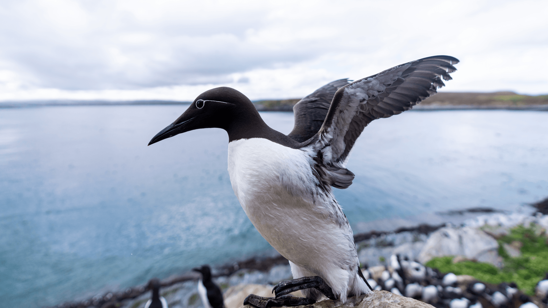 Guillemot sur la péninsule de Varanger