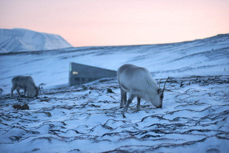 Bóveda de semillas de Svalbard