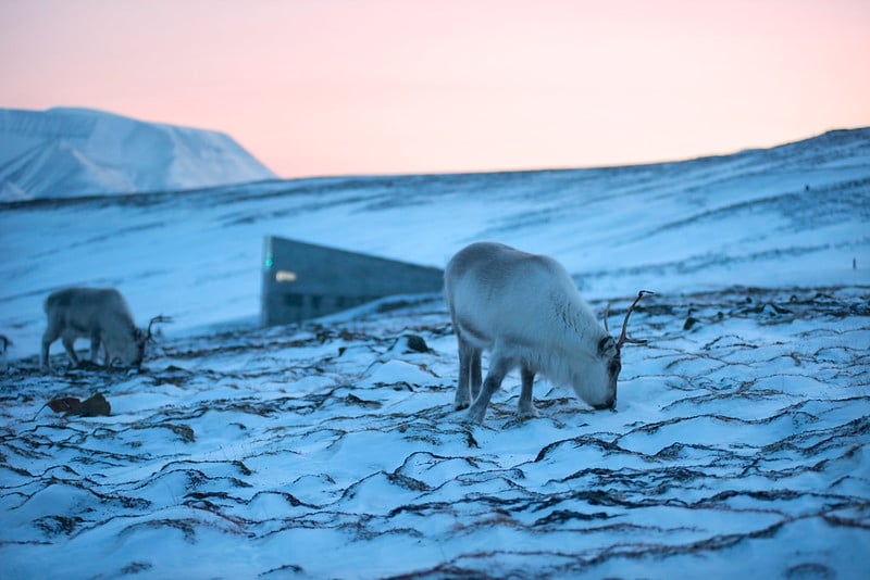 Bóveda de semillas de Svalbard