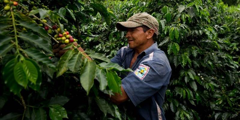 Colombiansk kaffebonde
