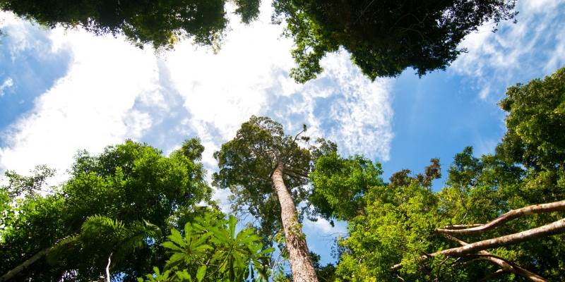 Photo: Marco Simola/CIFOR - Photo:Photo: Marco Simola/CIFOR