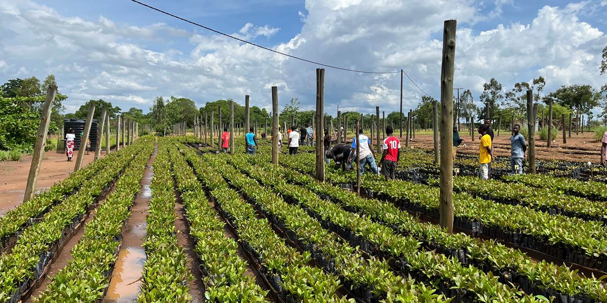 Pequenos produtores de caju