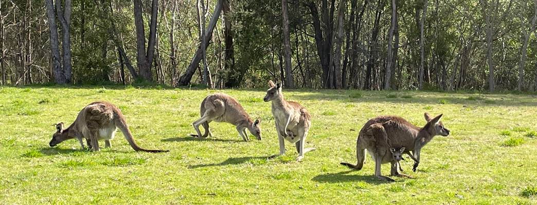 Tidbinbilla kangaroo