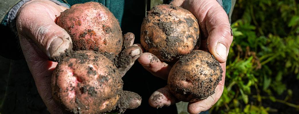 Potatos - Photo:Sogstad Gard _Fredrik Ahlsen_Maverix Media - Visit Norway