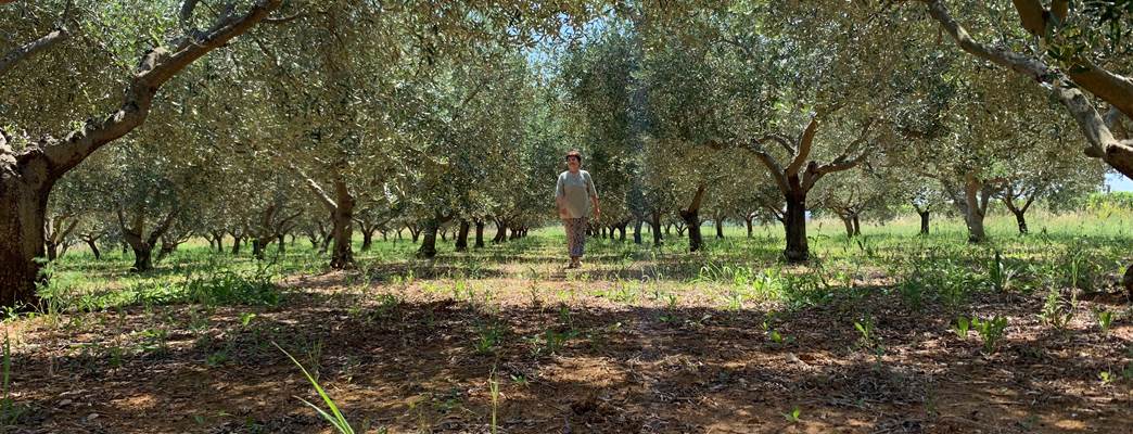 olive trees - Photo:Photo: Christian Grotnes Halvorsen/Norwegain Embassy Zagreb