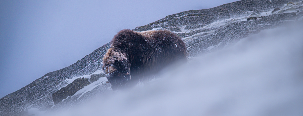 Mosusno govedo  - Photo:Hrvoje Juric 