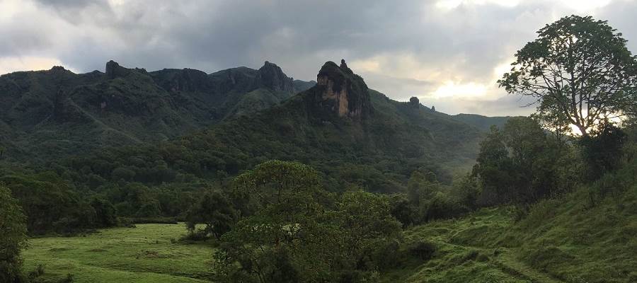 Bale forest .jpg