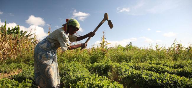 Agriculture and food security