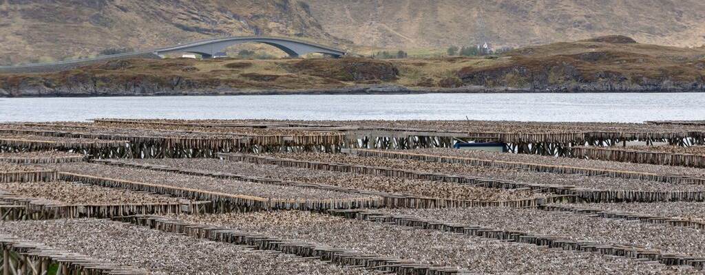 Drying cod - Photo:Einar Storsul